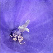 Brian Marcer - Canterbury Bell